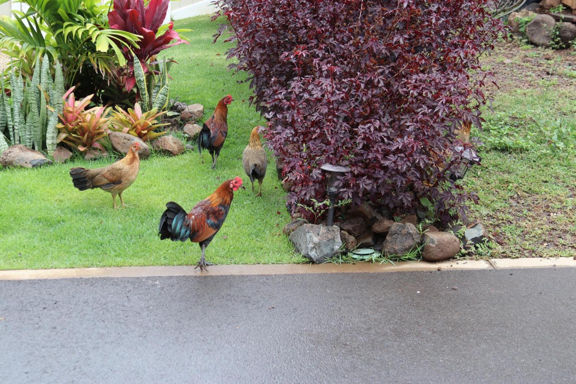 New 4 Bedroom Home With Ocean And Gorgeous Mountain Views In The Gated Community Of Mauna Olu Waianae エクステリア 写真